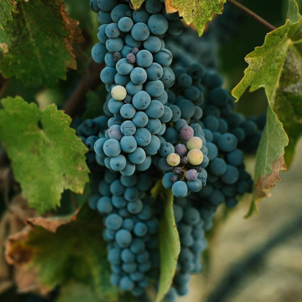 Hevron Heights Winery Grapes