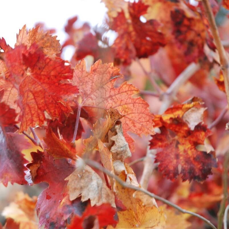 Hevron Heights Winery in the Fall