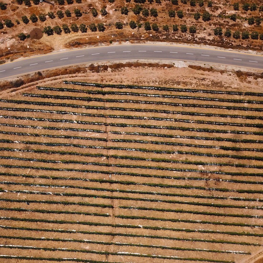 Hevron Heights Etzion Vineyards