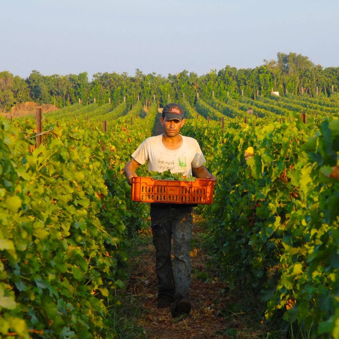 Hevron Heights Manual Harvest