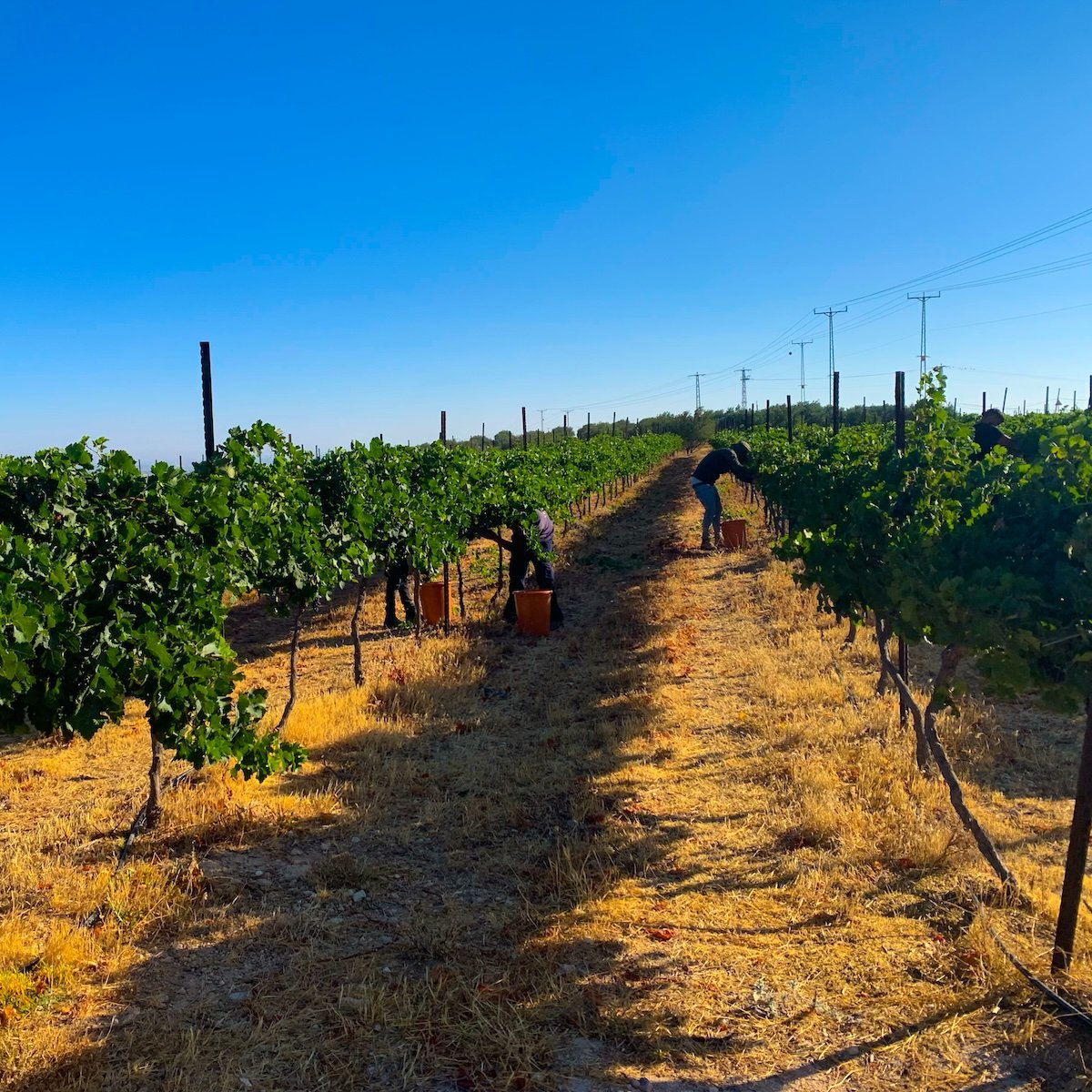 Hevron Heights Winery vineyard