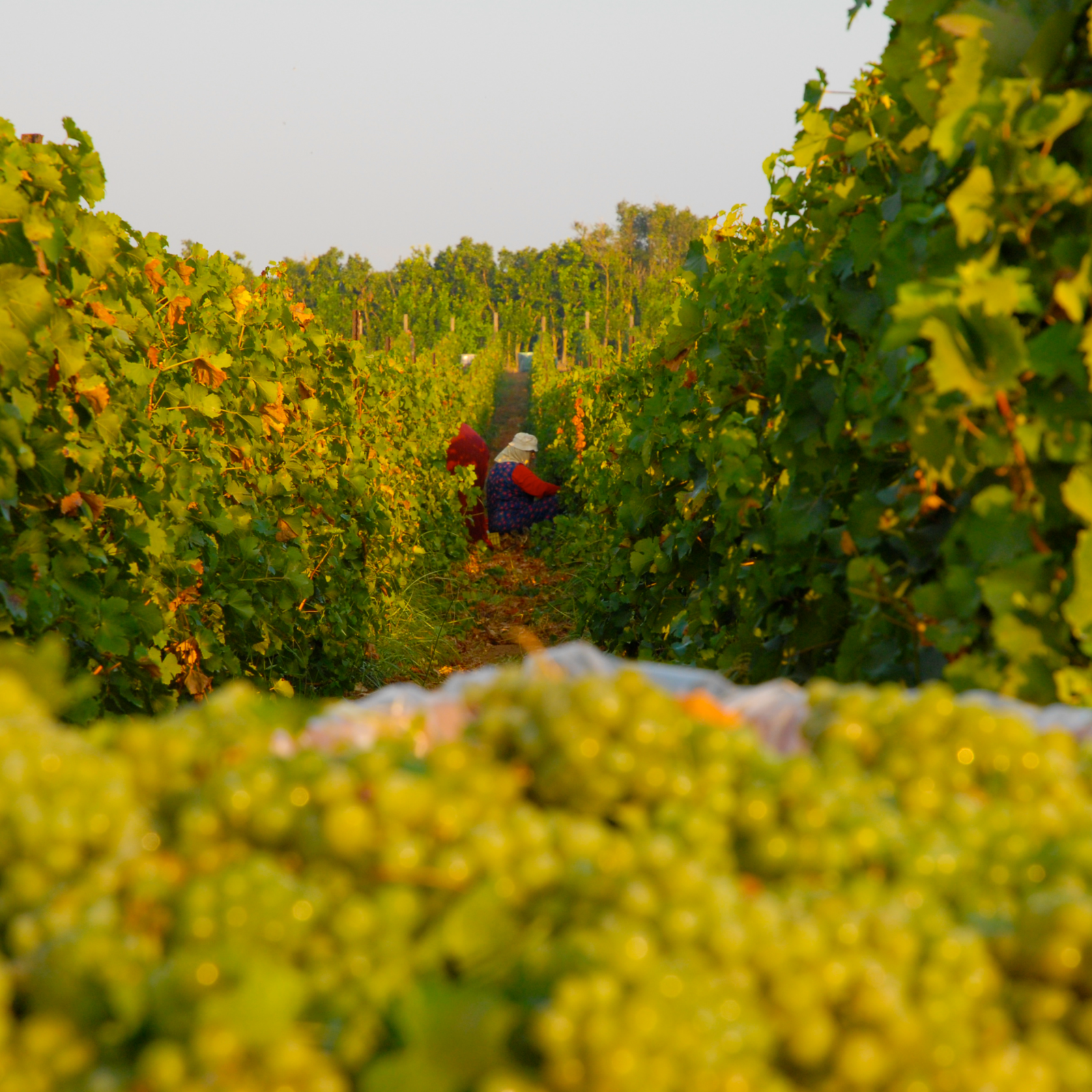 Hevron Heights Manual Harvest