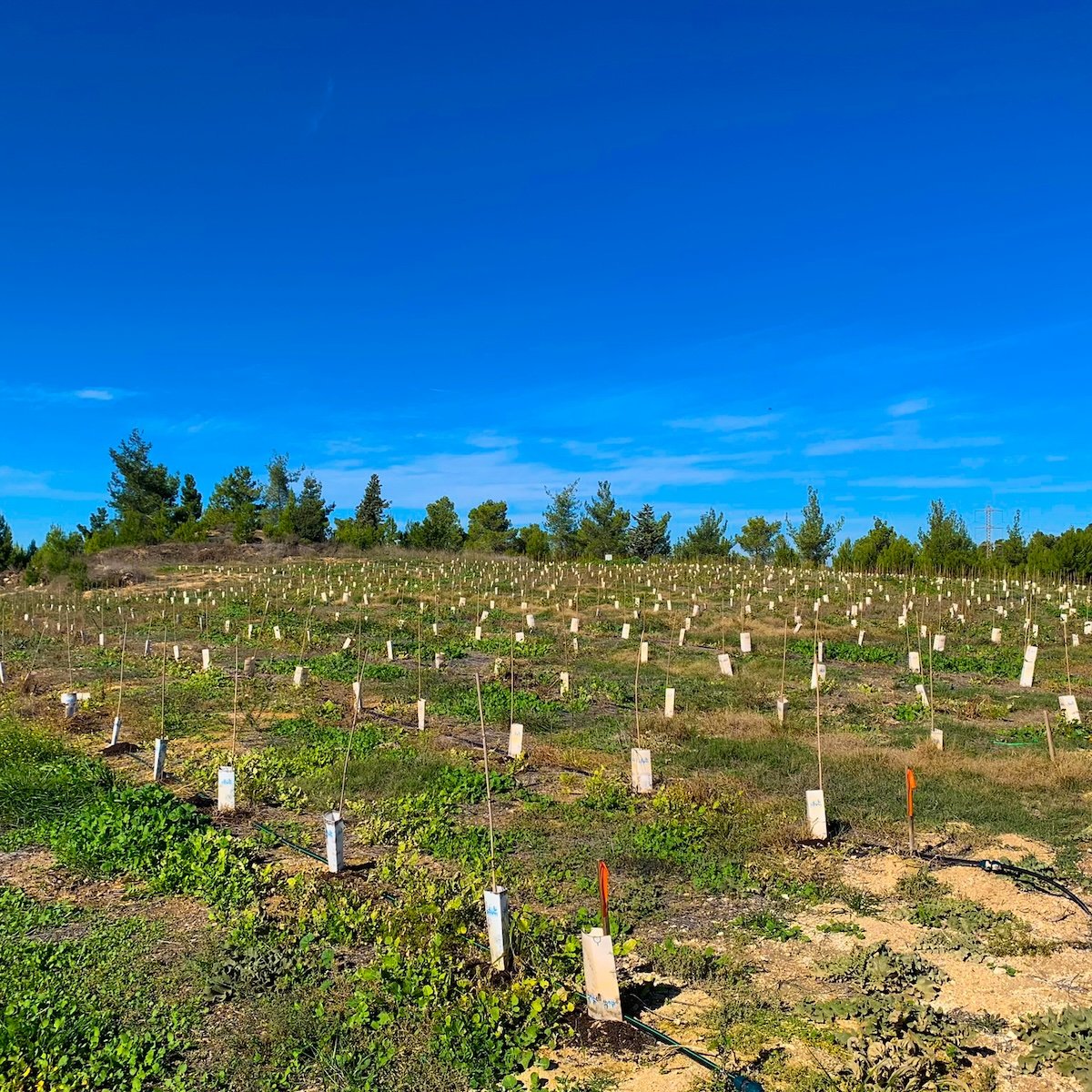 Hevron Heights New Vineyard